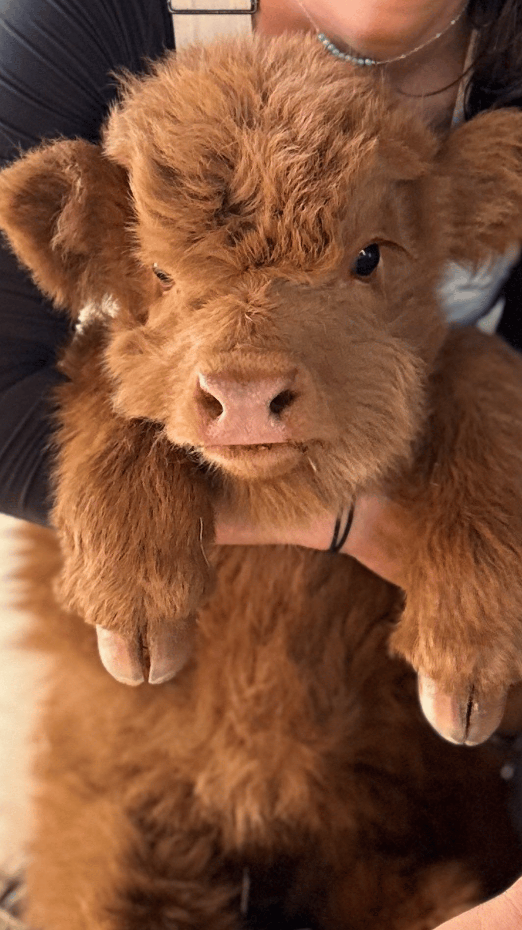 🏆Flash Sale⚡50K+SOLD! AlmostGone-🔥Scottish Handmade Highland Cattle