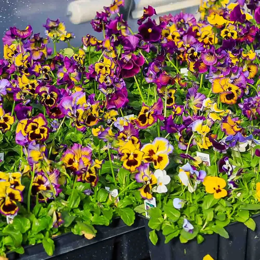 Outdoor Artificial Pansy Flowers💐