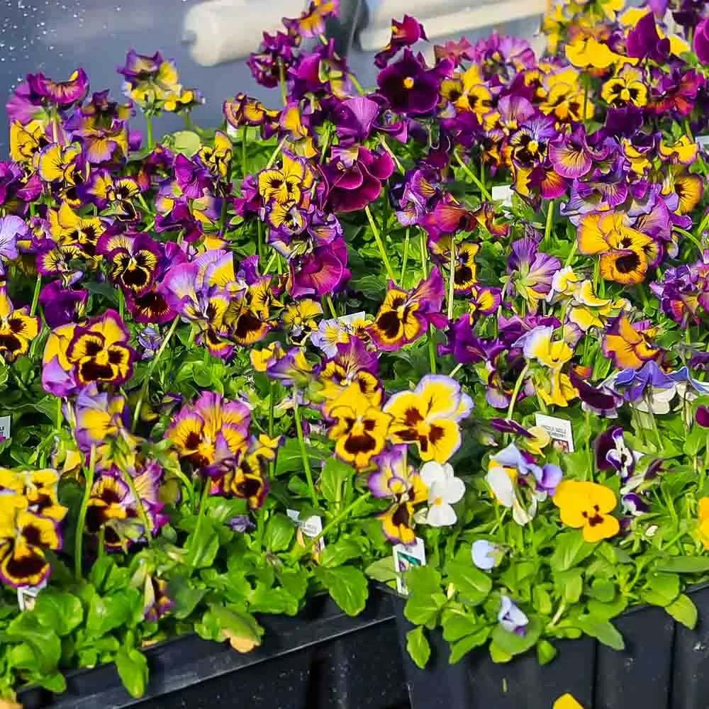 Outdoor Artificial Pansy Flowers💐