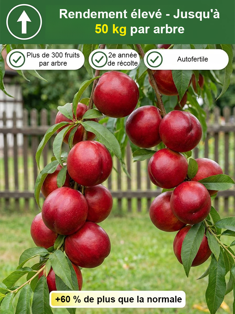 【Garantie de survie à 100 %】Jeunes plants de pêches à chair juteuse sélectionnés par Gaisenheim | Jeunes plants de 2 ans à la croissance vigoureuse | Produisent des fruits dès la première année | Idéaux pour les balcons et les jardins | Résistants au froi