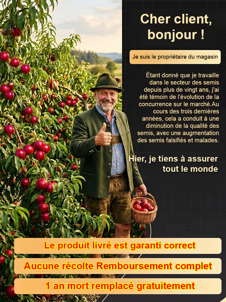 【Garantie de survie à 100 %】Jeunes plants de pêches à chair juteuse sélectionnés par Gaisenheim | Jeunes plants de 2 ans à la croissance vigoureuse | Produisent des fruits dès la première année | Idéaux pour les balcons et les jardins | Résistants au froi