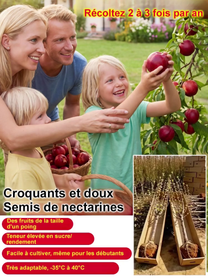 【Garantie de survie à 100 %】Jeunes plants de pêches à chair juteuse sélectionnés par Gaisenheim | Jeunes plants de 2 ans à la croissance vigoureuse | Produisent des fruits dès la première année | Idéaux pour les balcons et les jardins | Résistants au froi