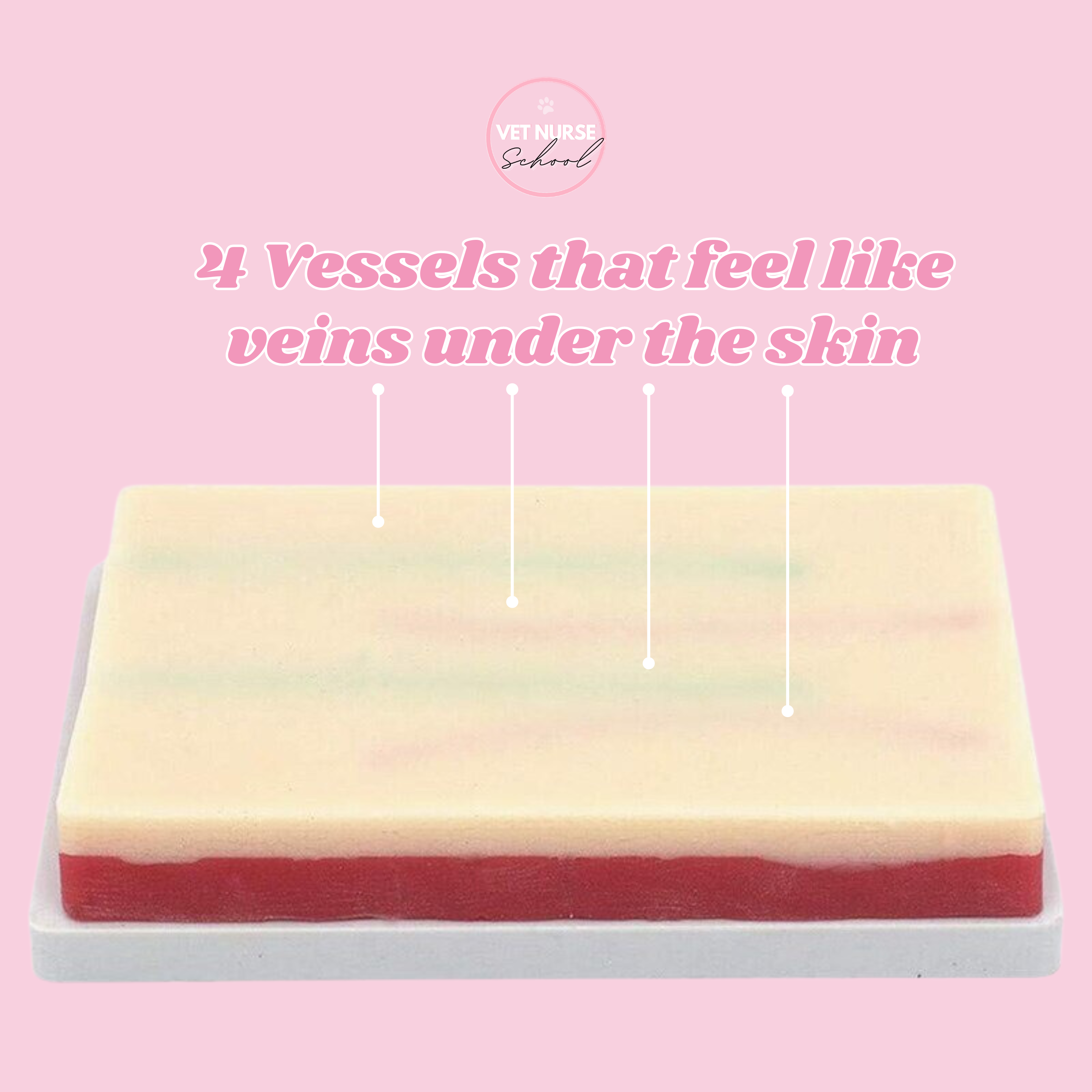 IV Catheter Training Kit