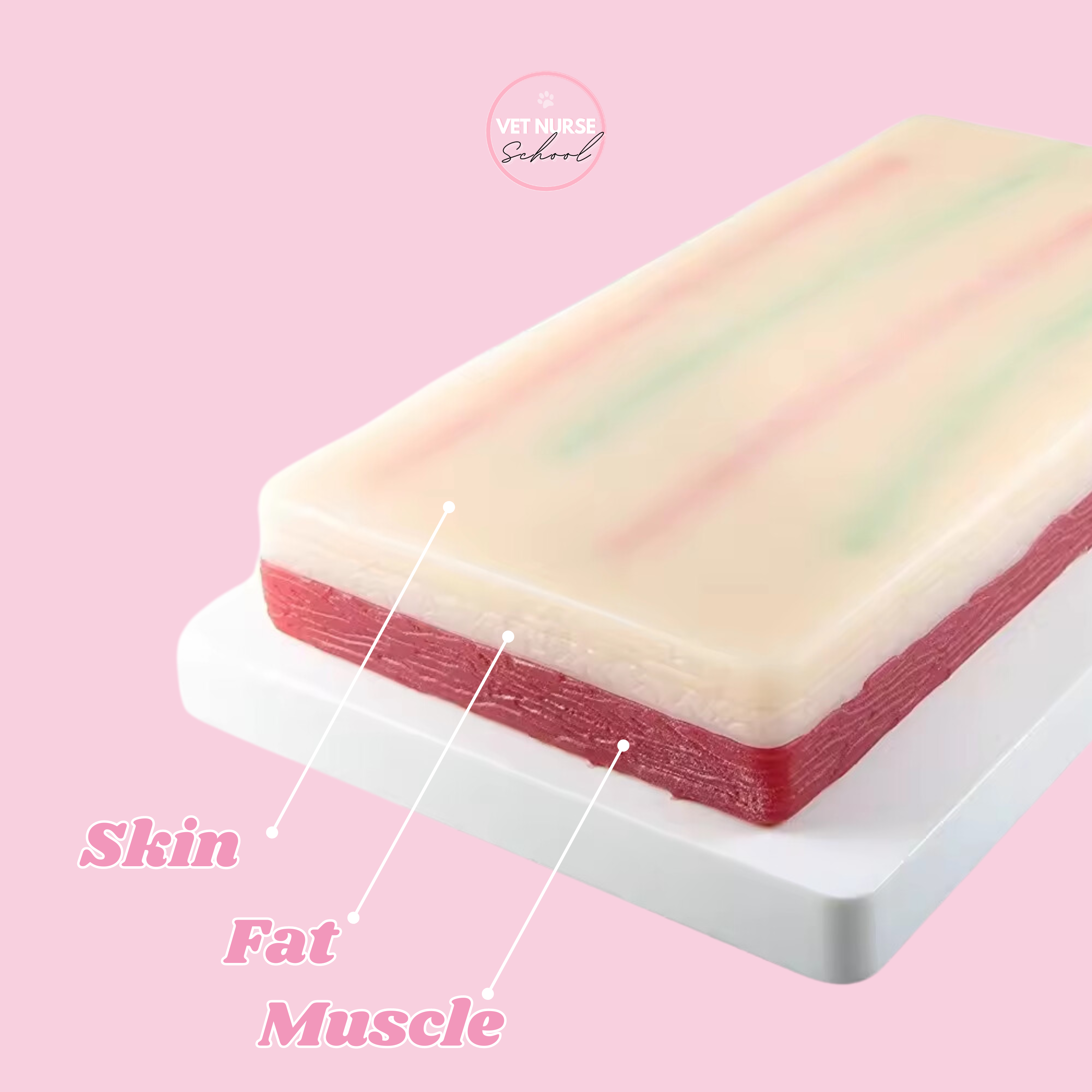 IV Catheter Training Kit