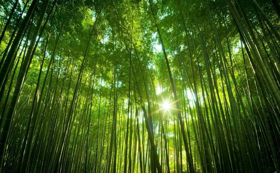 Bamboo