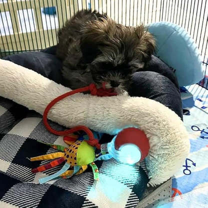 🎁Early Xmas Sales - 49% OFF🐶Smart Automatic Rolling Pet Ball