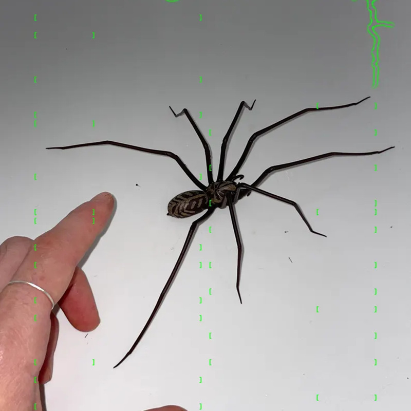 🔥Hot Sale 70% OFF - 🎁Realistic giant house spider fridge magnet