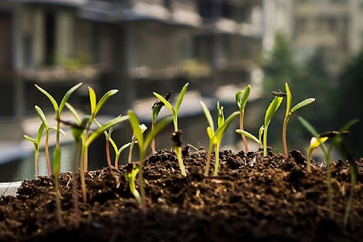 网上买的花种子怎么种具体流程是什么_植物博士