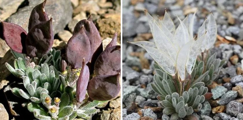 那些奇怪的植物