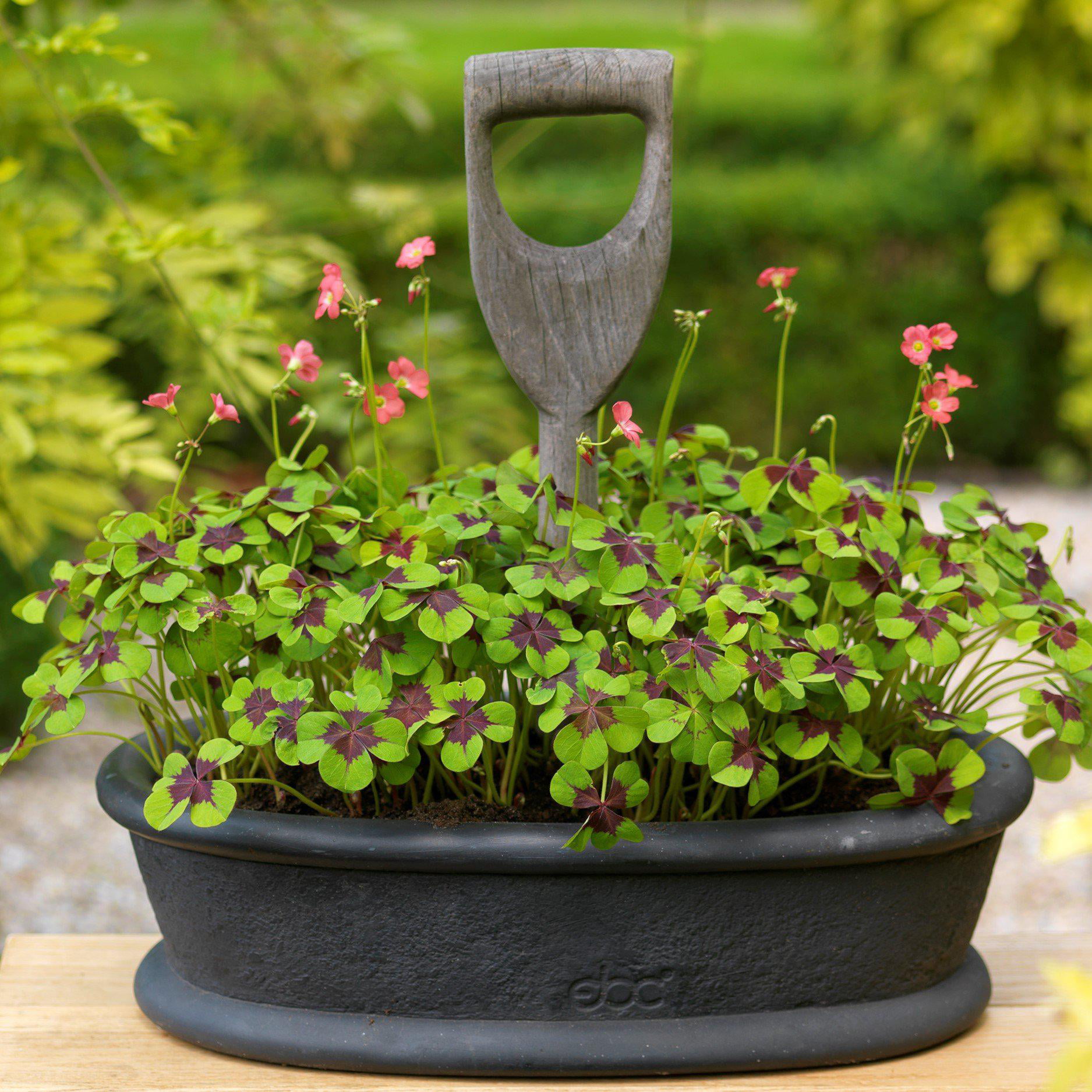 Oxalis Double Luck Collection (40 Bulbs) Purple