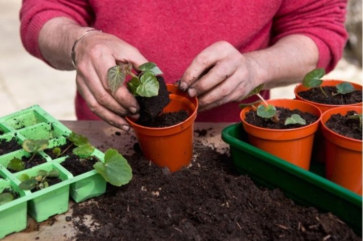 从种子中种植秋海棠:如何种植幼苗?在家种植品种“Chanson”和“Gavrish Alkor F1”