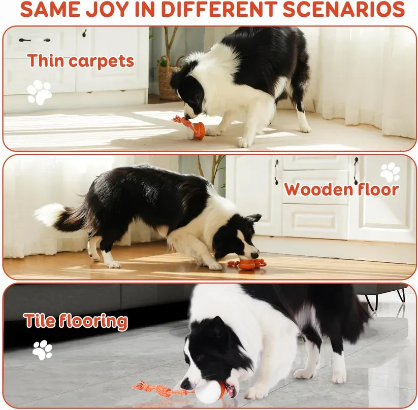 🐶Your dog needs play – Keep Your Pet Relaxed, Happy & Content 🐾