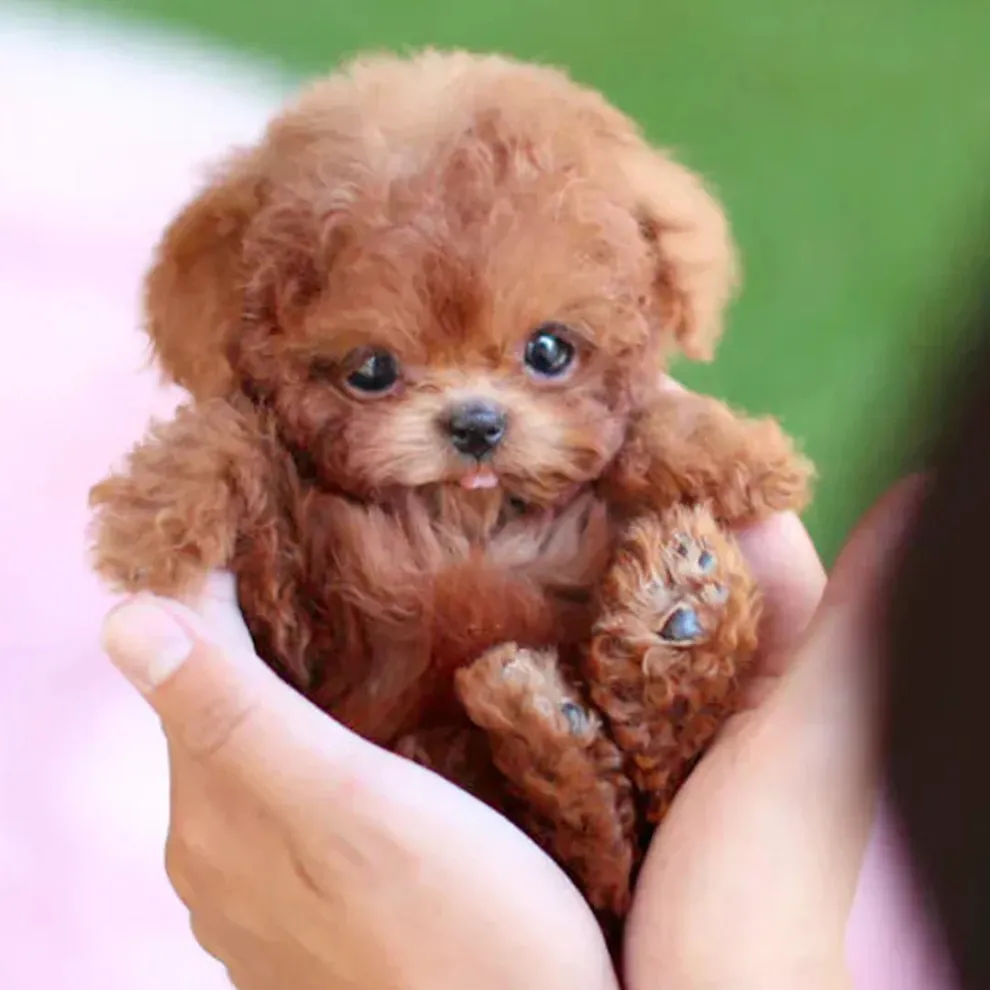 Last Day 49% OFF🔥My Realistic Robot Puppy🐶🌭Buy 2 Free Shipping