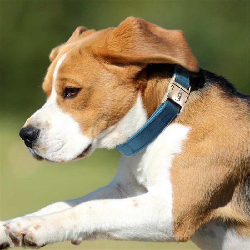 Personalized Pet Collars-Thyye