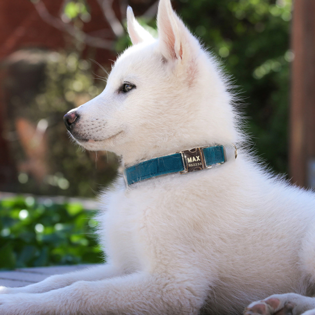 Personalized Pet Collars-Thyye