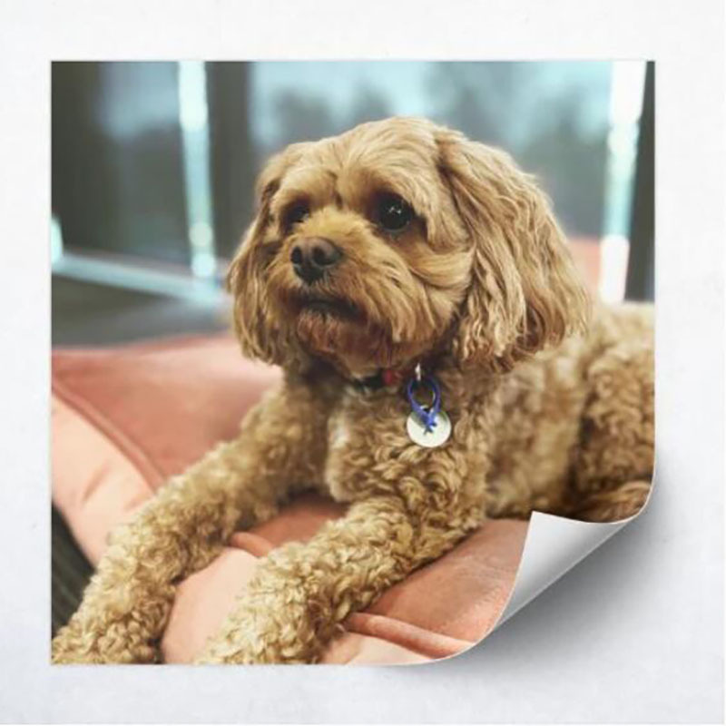 Square Photo Decal Set-Thyye