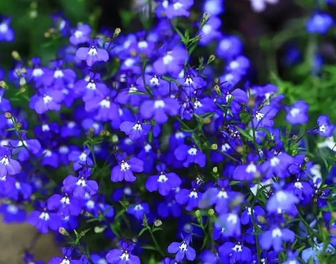 📣Optimal Ground Cover✨Creeping Thyme Seeds