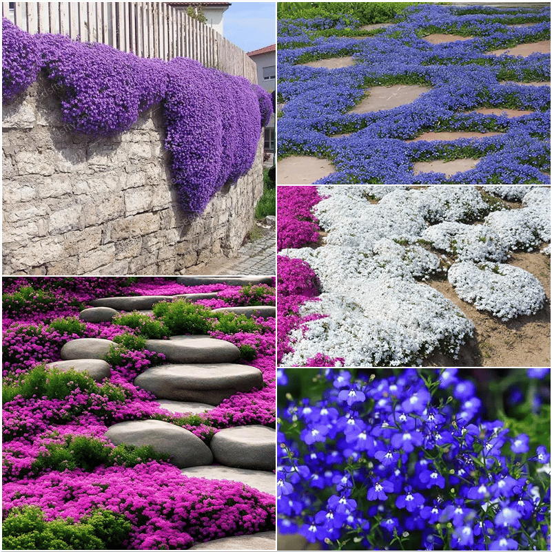 📣Optimal Ground Cover✨Creeping Thyme Seeds