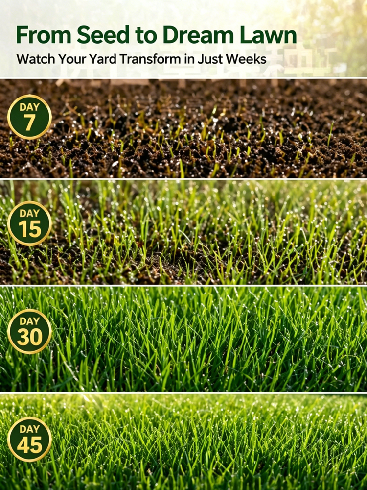🌱 Self-Healing Bermuda Grass Seed No Mow Technology 99 Percent Germination 650sq ft Coverage