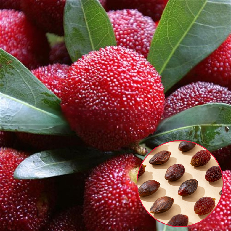 Home garden planting Dongkui prune 