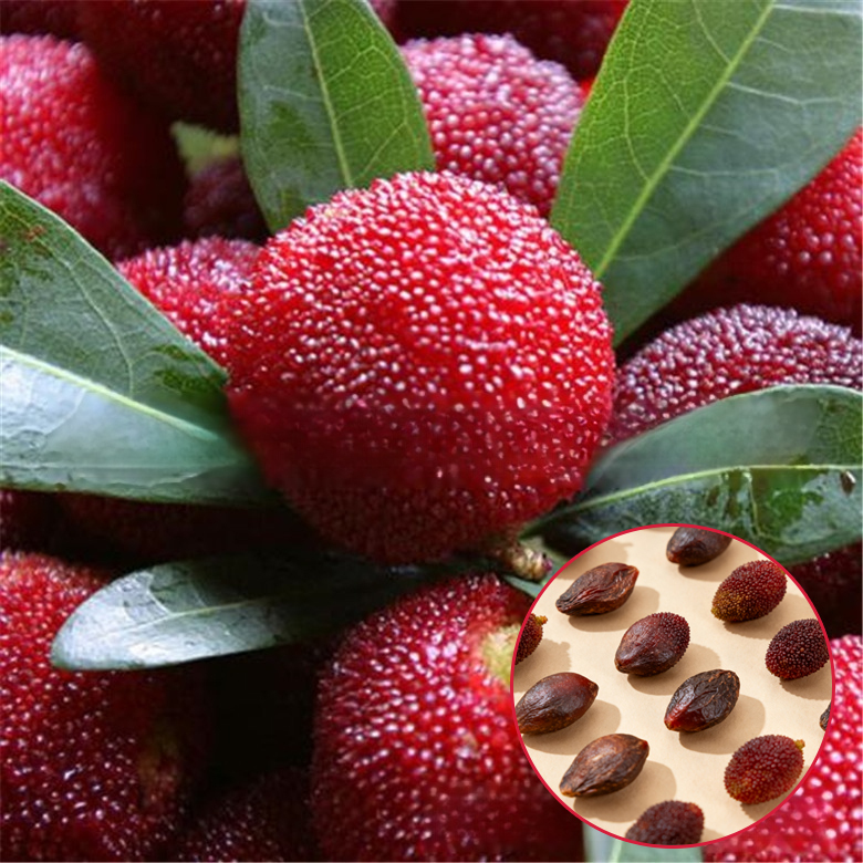 Home garden planting Dongkui prune