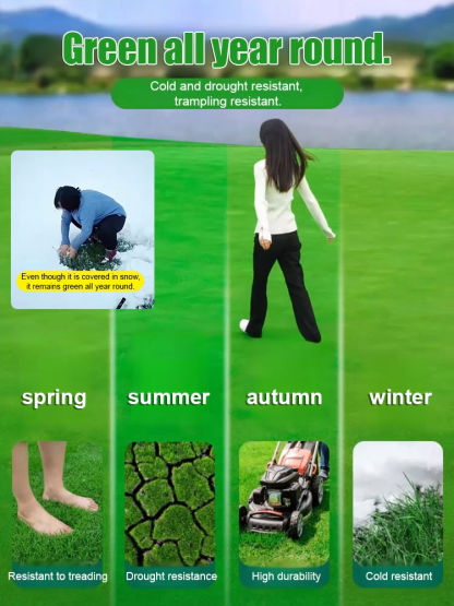 Ultra-Durable No-Mow Evergreen Grass Seed 🌿 Fast Growing Cold Resistant 🏡
