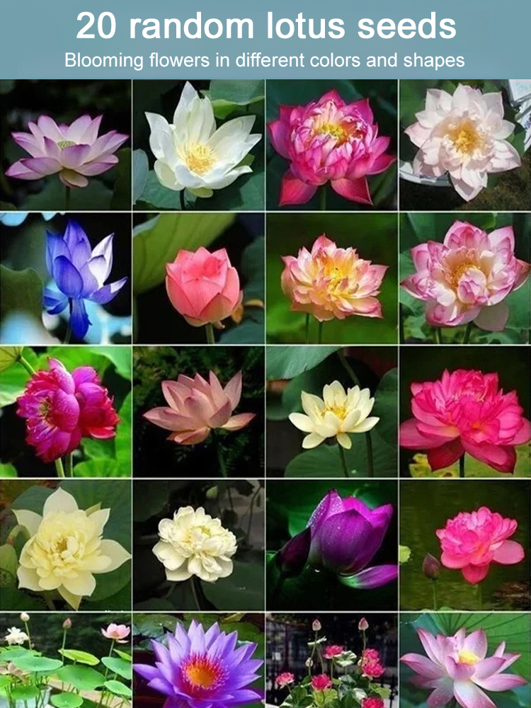 【Black Friday Winter Sale】🌼 Suitable for all seasons,Thriving with Water! Natural Air Purifier! Blooming House with Fragrant Hydroponic Lotus 🌼