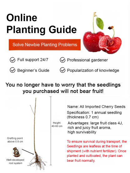 [Rapid growth, robust and cold-resistant] Cherry seedlings that can bear fruit in the same month