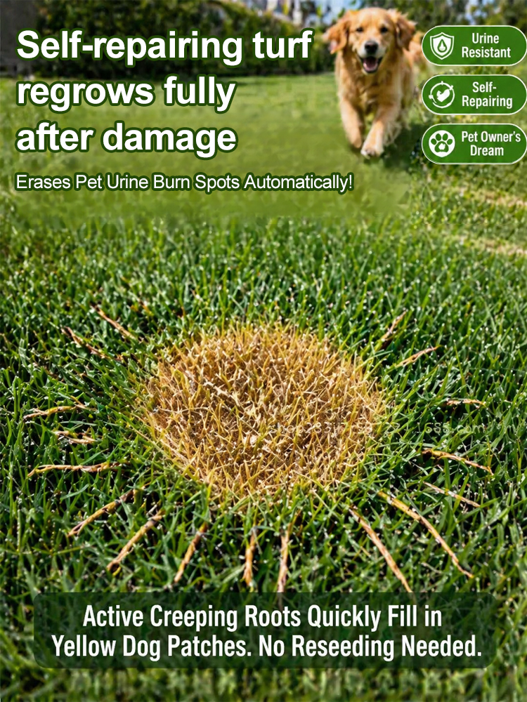 🌱 Self-Healing Bermuda Grass Seed No Mow Technology 99 Percent Germination 650sq ft Coverage