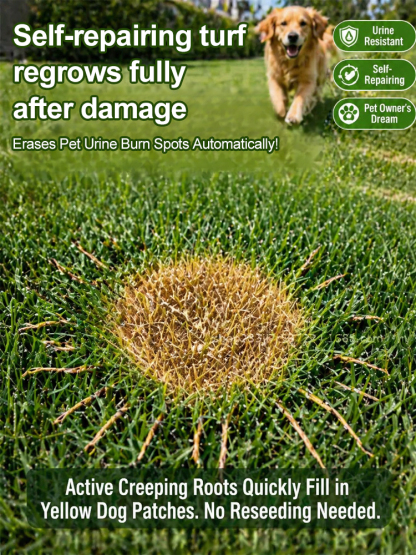 🌱 Self-Healing Bermuda Grass Seed No Mow Technology 99 Percent Germination 650sq ft Coverage