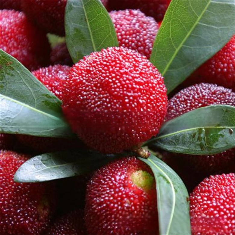 A new variety of red berry resistant to cold, drought and pests! 🌿🍒