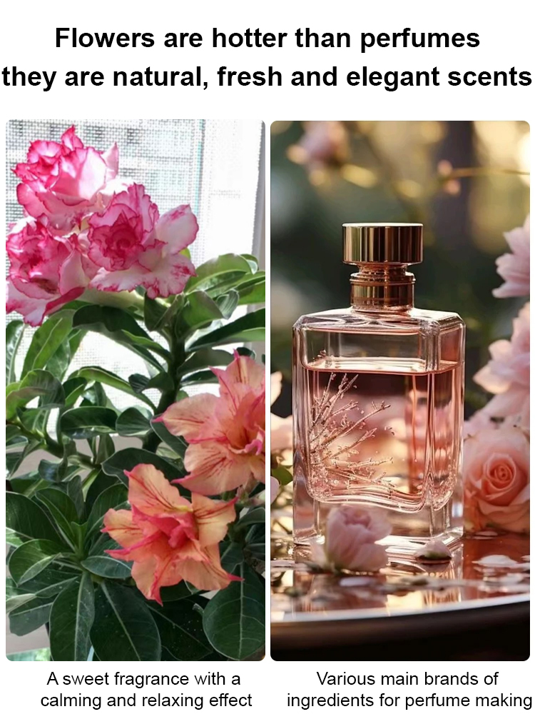 🌹【Desert Rose】Natural perfume, heat and cold resistant, 🌸 flowering period over 200 days! 💧 Only need to water twice a year!