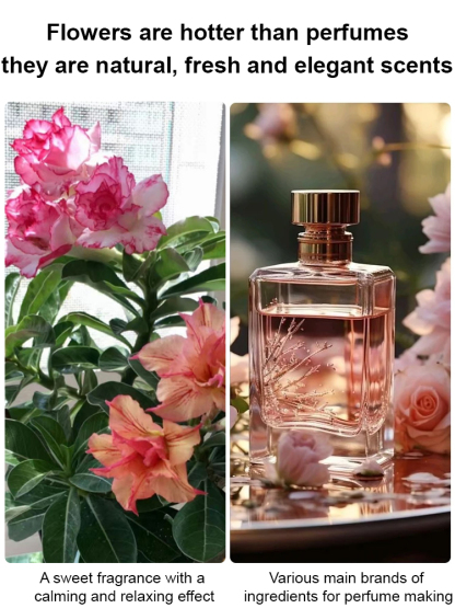 🌹【Desert Rose】Natural perfume, heat and cold resistant, 🌸 flowering period over 200 days! 💧 Only need to water twice a year!