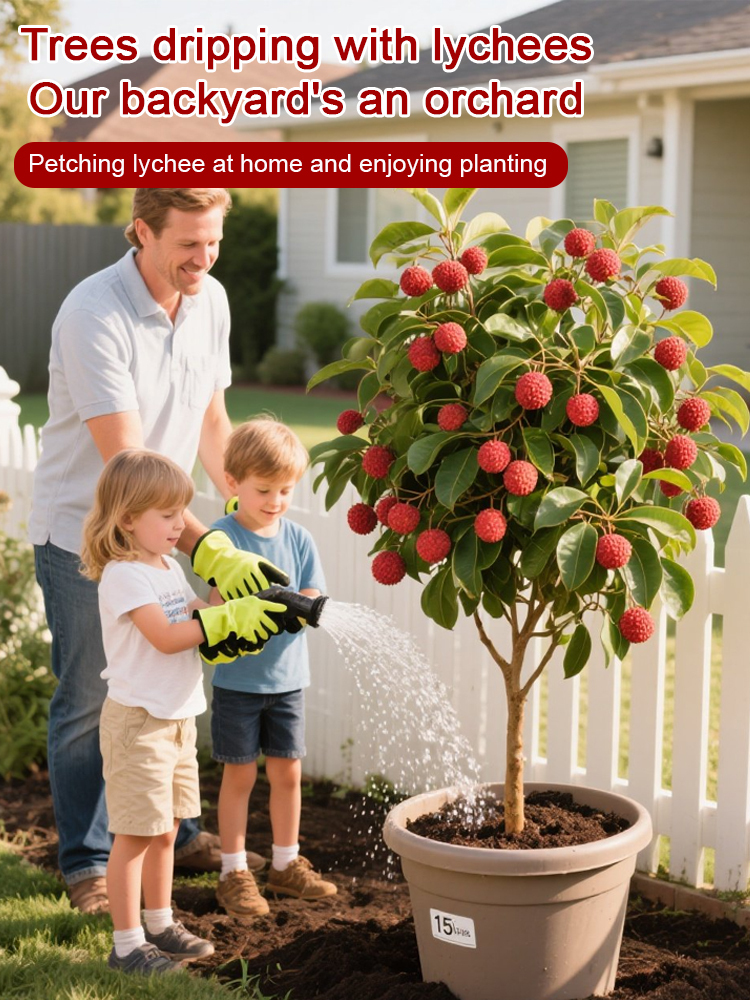 Lychee King! 🌎 The lychee variety that can be grown globally! The fruits are larger than eggs! 🥚✨