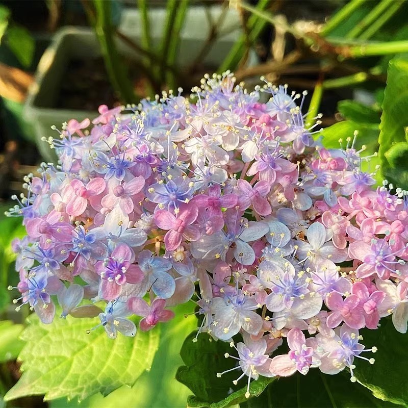 🌸 Mikawa Chidori Hydrangea Seeds 100pcs Magic Color Changing Easy to Grow Fairy Tale Blooms High Germination Rate 🏡