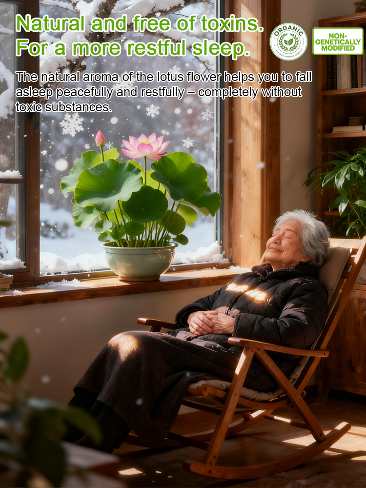 【Black Friday Winter Sale】🌼 Suitable for all seasons,Thriving with Water! Natural Air Purifier! Blooming House with Fragrant Hydroponic Lotus 🌼