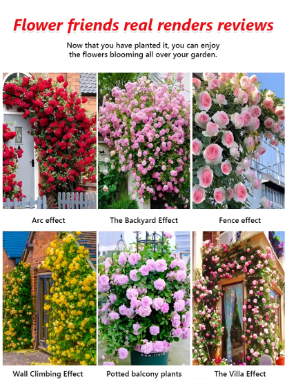 Fast Growing Climbing Roses - 7 Magic Colors - Grows 1.3" Daily! 🌸 Dream-Like Flower Wall | Cold and Heat Resistant ✅ 2026 New Stock