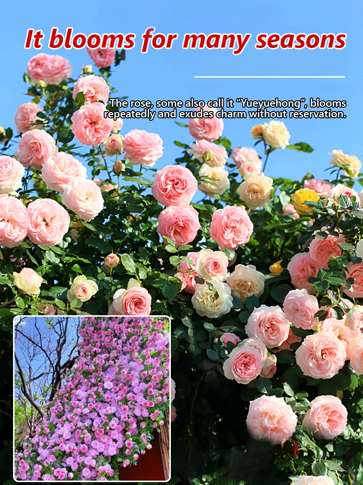 Fast Growing Climbing Roses - 7 Magic Colors - Grows 1.3" Daily! 🌸 Dream-Like Flower Wall | Cold and Heat Resistant ✅ 2026 New Stock