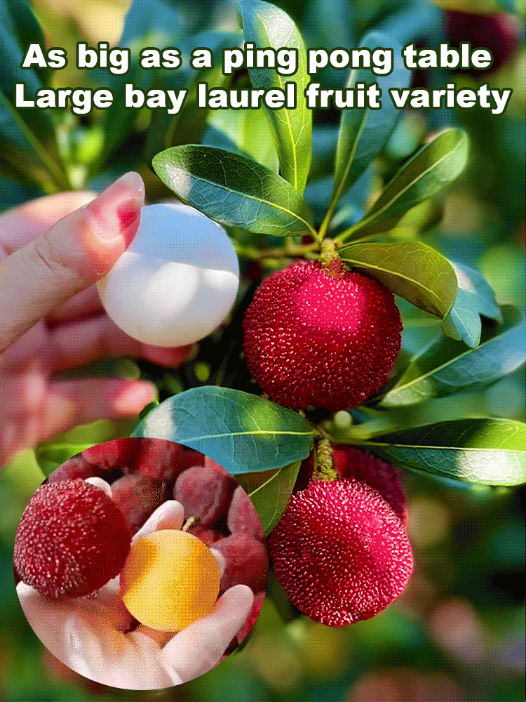 A new variety of red berry resistant to cold, drought and pests! 🌿🍒 Plant now, harvest in June!