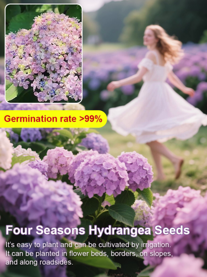 🌸 Mikawa Chidori Hydrangea Seeds 100pcs Magic Color Changing Easy to Grow Fairy Tale Blooms High Germination Rate 🏡
