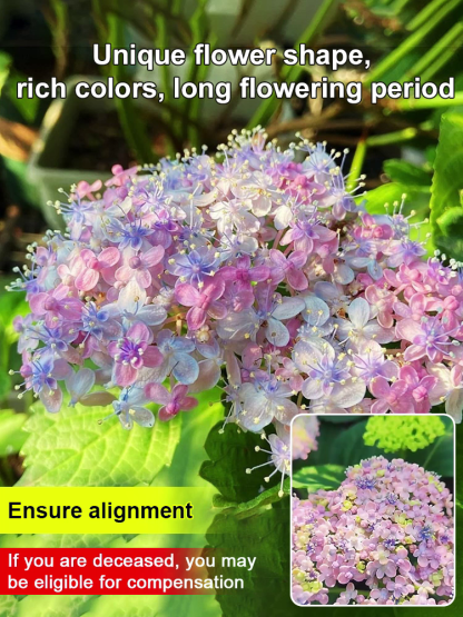 🌸 Mikawa Chidori Hydrangea Seeds 100pcs Magic Color Changing Easy to Grow Fairy Tale Blooms High Germination Rate 🏡