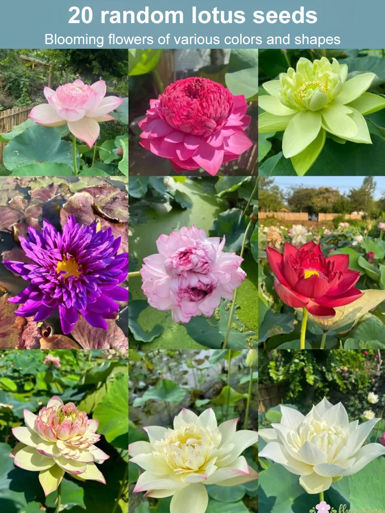 Purify the air and eliminate harmful gases! Just one water lotus plant is enough to fill your home with a delightful fragrance. 🌸🏡