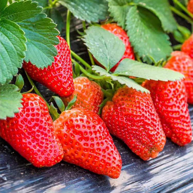 ✨ 🍓 Premium Gariguette Seeds from Normandy 🍓 ✨ High Yield | Non-GMO | Cold-Hardy | Easy to Grow 🌱 The Ultimate Farm-to-Table Experience for Families