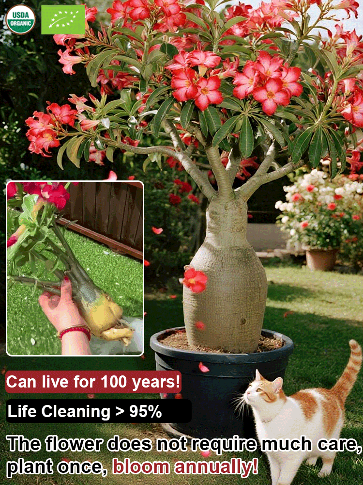 🌹【Desert Rose】Natural perfume, heat and cold resistant, 🌸 flowering period over 200 days! 💧 Only need to water twice a year!