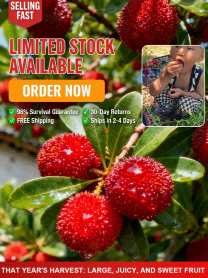 Fresh Large Sweet Juice Yangmei (Chinese Bayberry) Sapling