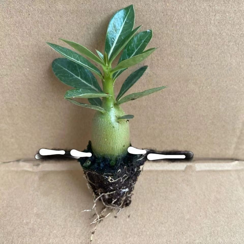 🌹【Desert Rose】Natural perfume, heat and cold resistant, 🌸 flowering period over 200 days! 💧 Only need to water twice a year!