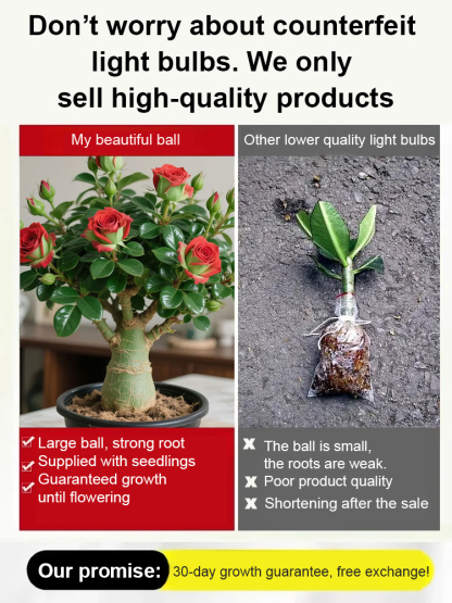 🌹【Desert Rose】Natural perfume, heat and cold resistant, 🌸 flowering period over 200 days! 💧 Only need to water twice a year!
