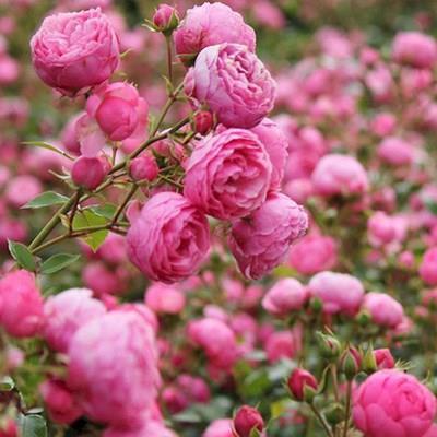Fast Growing Climbing Roses - 7 Magic Colors - Grows 1.3" Daily! 🌸 Dream-Like Flower Wall | Cold and Heat Resistant ✅ 2026 New Stock
