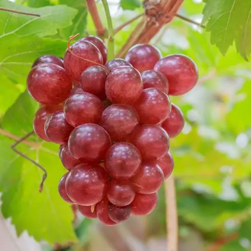 【Bears fruit three times a year】 Queen Nina grape 🍇 European and American hybrid