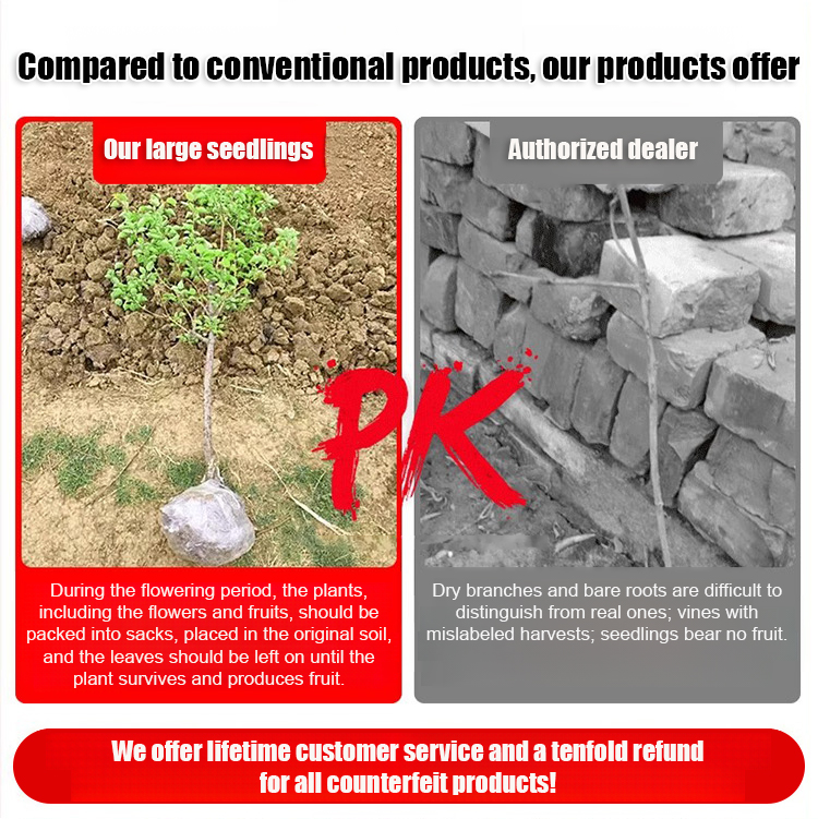 Texas Improved Cold-Resistant 2-Year-Old High-Quality Pecan Trees, Plant Now, Harvest Next Year! 🌳🥜